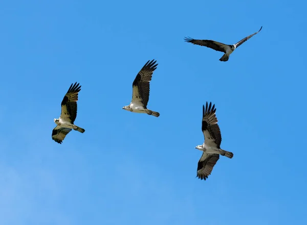 Fischadlergruppe Vor Blauem Himmel — Stockfoto