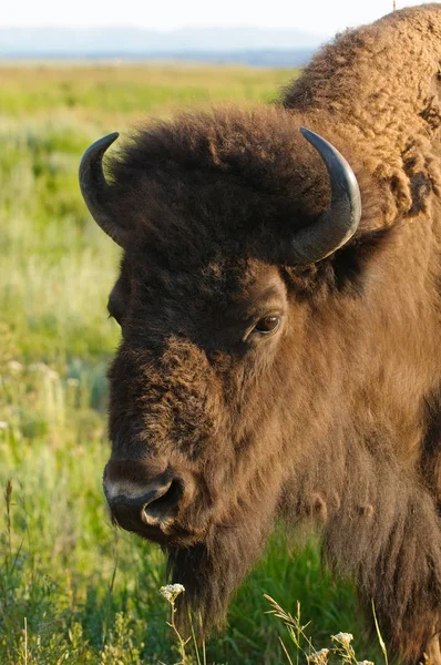 Primo Piano Bufalo Nordamericano — Foto Stock