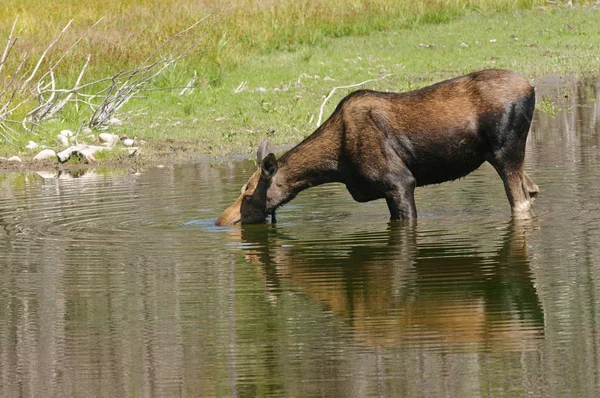 Female Moose Feeding Pond Tetons — Stock Photo, Image
