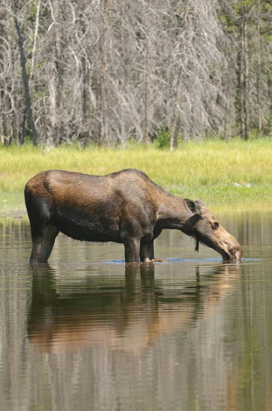 Female Moose Feeding Pond Tetons — Stock Photo, Image