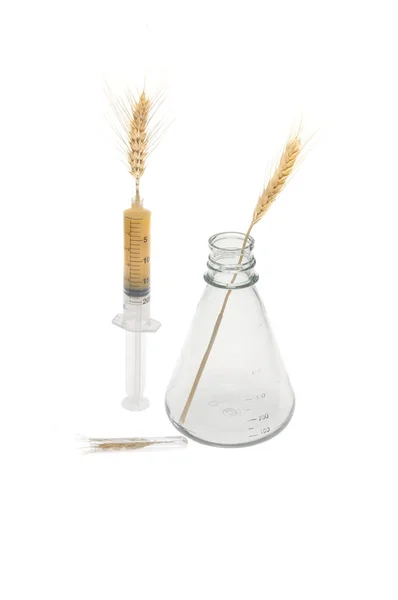 Genetic Engineering Wheat Conceptual Image — Stock Photo, Image