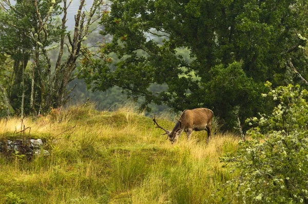 Red Deer Stag Feeding — Stock Photo, Image