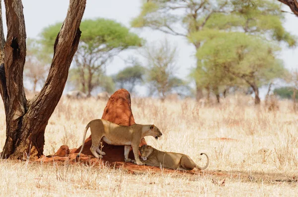 Detailní Záběr Lví Hrdost Vědecký Název Panthera Leo Nebo Simba — Stock fotografie