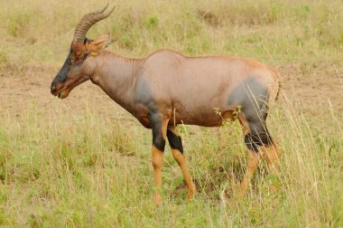 Topi closeup (bilimsel adı: Damaliscus lunatus jimela ya da Swaheli 