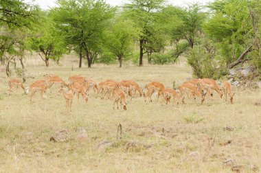 Impala sürüsü (bilimsel adı: Aepyceros melampus, ya da 