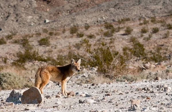 Coyotes Valle Muerte California —  Fotos de Stock