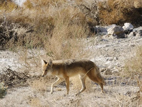 Coyotes Dolinie Śmierci Kalifornii — Zdjęcie stockowe