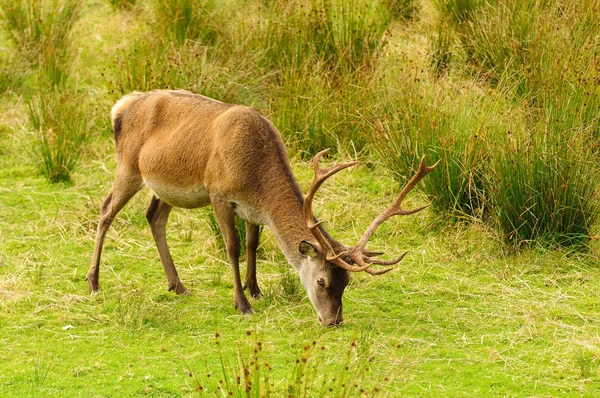 Red Deer Stag Skottland — Stockfoto