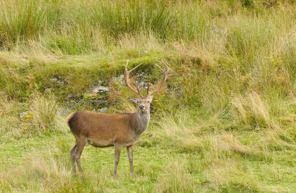 Red Deer Stag Scotland — Stock Photo, Image