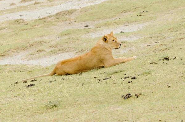 Крупный План Гордости Льва Научное Название Panthera Leo Симба Суахели — стоковое фото
