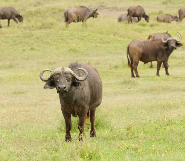 Water Buffalo Protecting a Calf — Stock Photo © nstanev 3655197