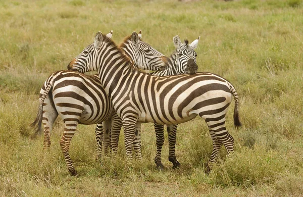 Zbliżenie Burchell Zebra Lub Boehm Zebra Nazwa Naukowa Equus Burchelli — Zdjęcie stockowe