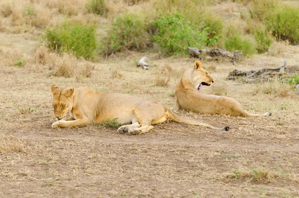 Closeup Lion Pride Scientific Name Panthera Leo Simba Swaheli Image — Stock Photo, Image