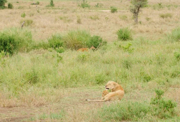 Lionness Дитинча Reedbuck Крастиметься Шляхом Наукова Назва Лев Або Simba — стокове фото