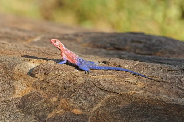 Primo Piano Della Lucertola Agama Nome Scientifico Agama Agama Mjusi — Foto Stock