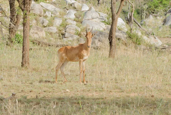 Closeup Van Coke Hartebeest Wetenschappelijke Naam Connochaetes Taurinus Kongoni Swaheli — Stockfoto