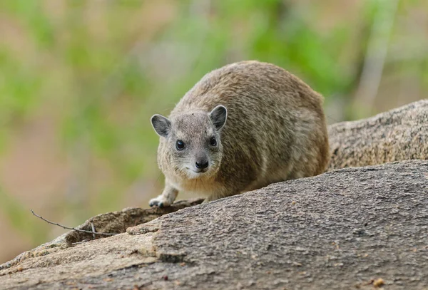 Närbild Rock Hyrax Vetenskapligt Namn Procavia Johnstoni Eller Pimbi Swaheli — Stockfoto