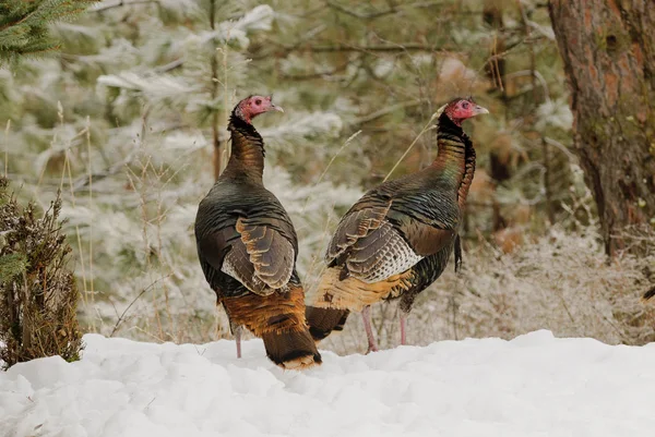 Group Male Wild Turkey Slipping Forest Winter — Stock Photo, Image