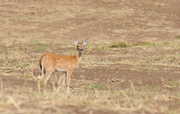 Whitetail Herten Odocoilus Virginianus Formland Washington — Stockfoto