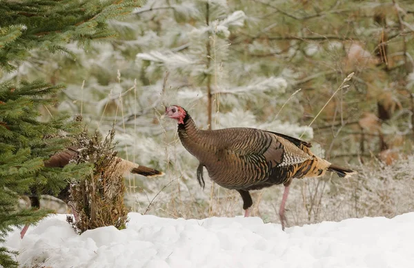 Männliche Wilde Truthähne Schlüpfen Winter Den Wald — Stockfoto