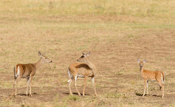 オジロ鹿シカ Odocoilus で子鹿 ワシントン州の農地 — ストック写真