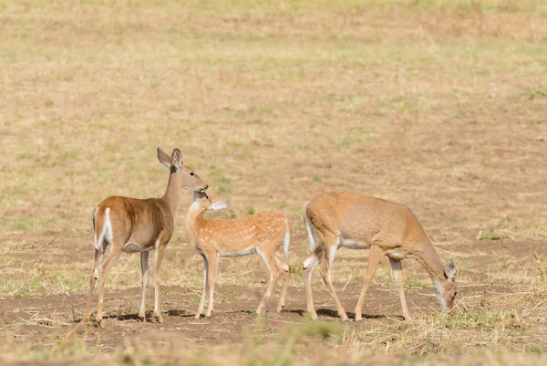 Whitetail Deer Odocoilus Virginianus Pola Uprawne Waszyngtonie — Zdjęcie stockowe