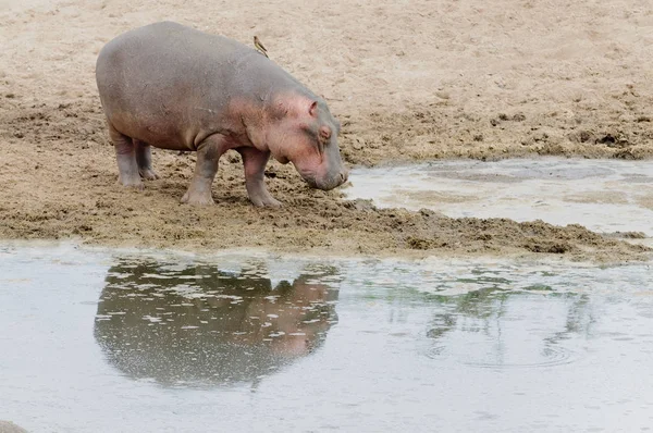 Closeup Hippopotamus Наукова Назва Hippopotamus Amphibius Або Кібоко Суахелі Зображення — стокове фото