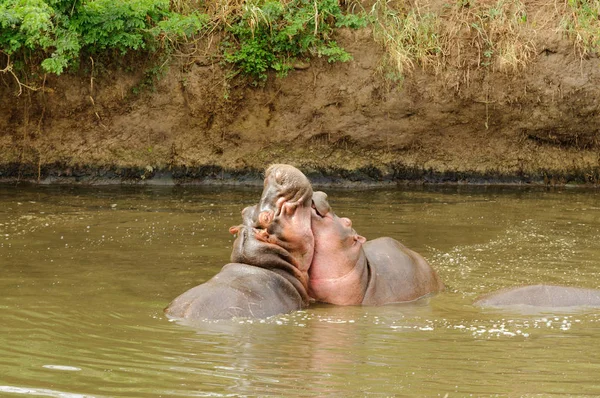 Closeup Της Ιπποπόταμος Επιστημονική Ονομασία Amphibius Hippopotamus Kiboko Στο Swaheli — Φωτογραφία Αρχείου