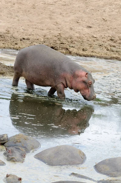 Gros Plan Hippopotame Nom Scientifique Hippopotame Amphibie Kiboko Swaheli Image — Photo