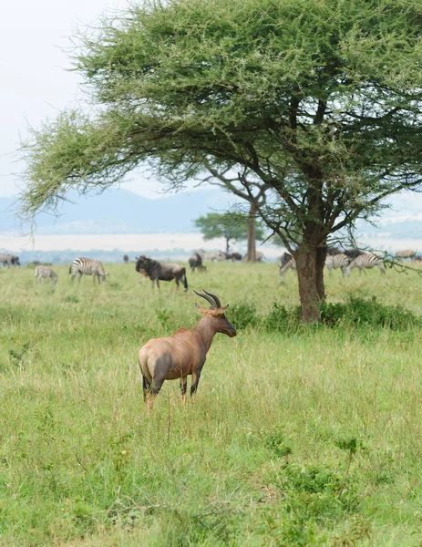 Primo Piano Topi Nome Scientifico Damaliscus Lunatus Jimela Nyamera Swaheli — Foto Stock