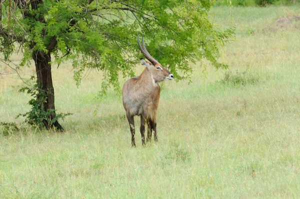 Malewaterbuck Wissenschaftlicher Name Kobus Ellipsiprymnus Oder Kuru Auf Swaheli Bild — Stockfoto