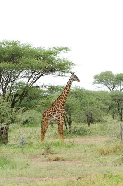 Masai Giraffe Научное Название Giraffa Camelopardalis Tippelskirchi Twiga Суахели Изображение — стоковое фото