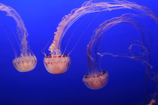 Jellyfish swimming in aquarium — Stock Photo, Image
