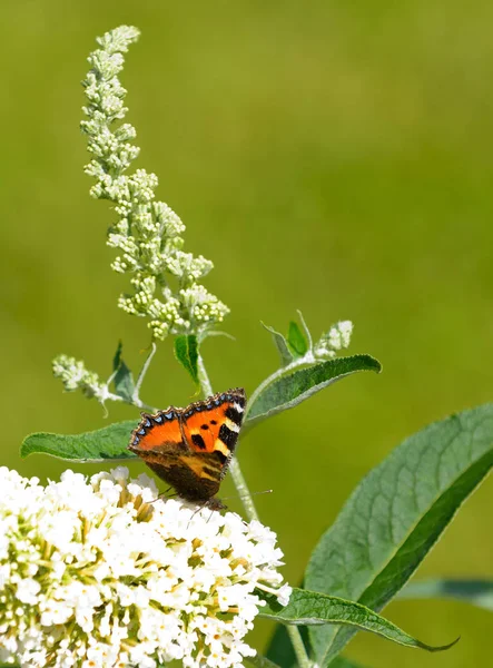 Mariposa Europea Del Pavo Real Con Lengua Una Flor Que — Foto de Stock