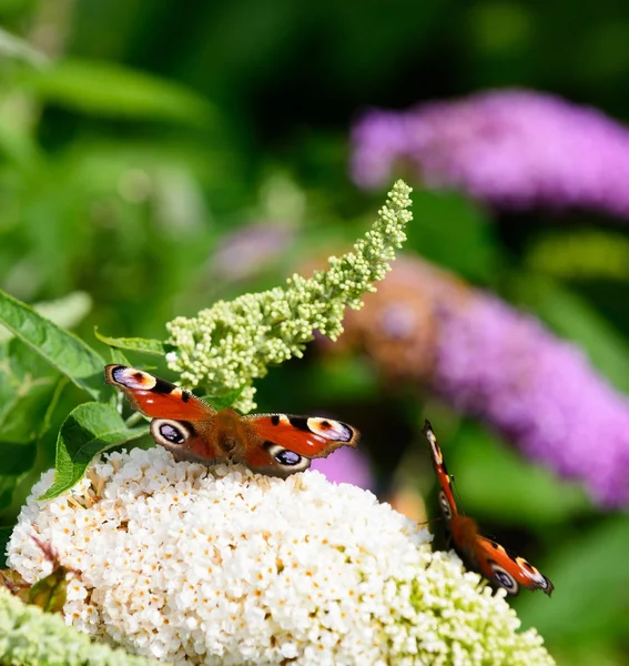 European Peacock Butterfly Resting Flower — Stock Photo, Image