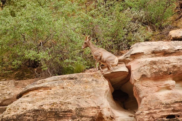 Ovejas Montaña Rocosa Cedro Rompe Parque Nacional Utah — Foto de Stock