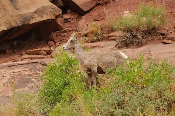 Rocky Mountain Owiec Cedar Breaks National Park Utah — Zdjęcie stockowe