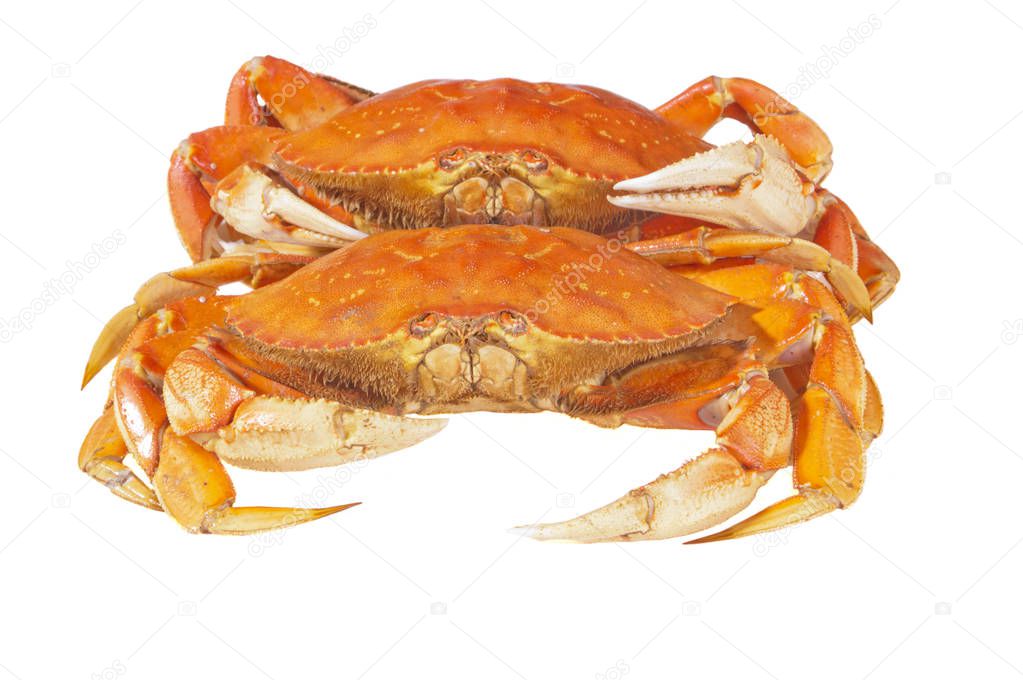Pair of fresh cooked crabs isolated on a white background