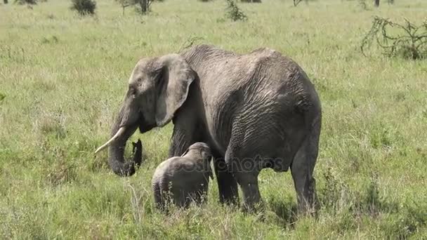 Baby Elephant Feeding Mother — Stock Video