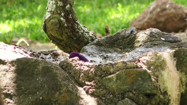 Különböző Madárfajok Fürdés Egy Természetes Fürdő Hasadék Szikla — Stock videók