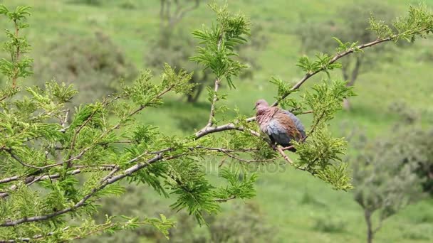 Βίντεο Της Αφρικής Πένθος Dove Streptopelia Decipiens Φιλόκομψος Ένα Δέντρο — Αρχείο Βίντεο