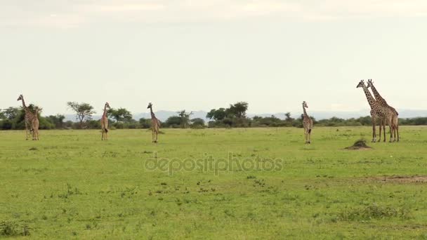 Žirafy putovaly scénu zprava doleva