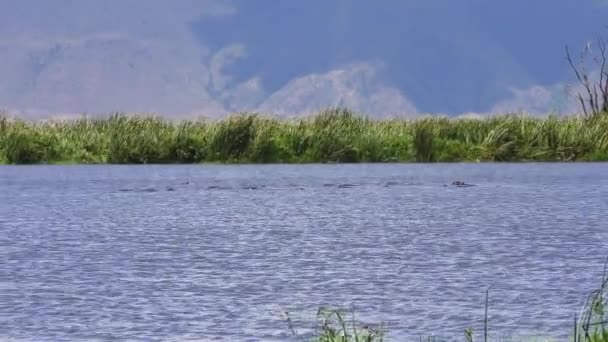 Lago Parque Nacional Cratera Ngorongoro Com Hipopótamos Distância Ação Vento — Vídeo de Stock