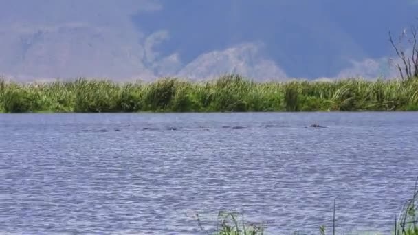 Jezera v národním parku Ngorongoro kráter s hrochy v akci vzdálenost a vítr vytváří vlnky