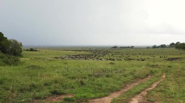 Manda ve Zebra geçişinde