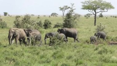 Serengeti ile yürüyüş filler