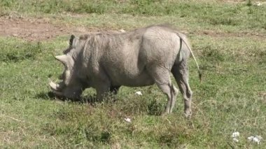 Her zamanki gibi diz çökmüş pozisyonda besleme domuz