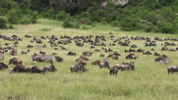 Wildebeest Migreringen Serengeti — Stockvideo