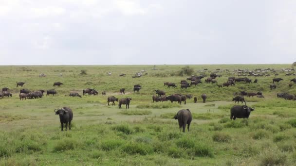 Manada Búfalos Savana Serengeti — Vídeo de Stock