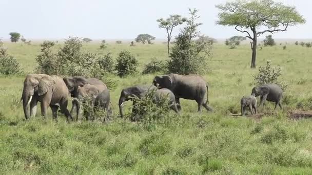 Olifanten Wandelen Door Serengeti — Stockvideo